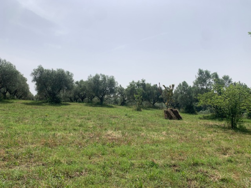 Tipologia Immobile: terreno agricolo Provincia: roma Comune: canale monterano Località:  Indirizzo: Via Poggio Lupino