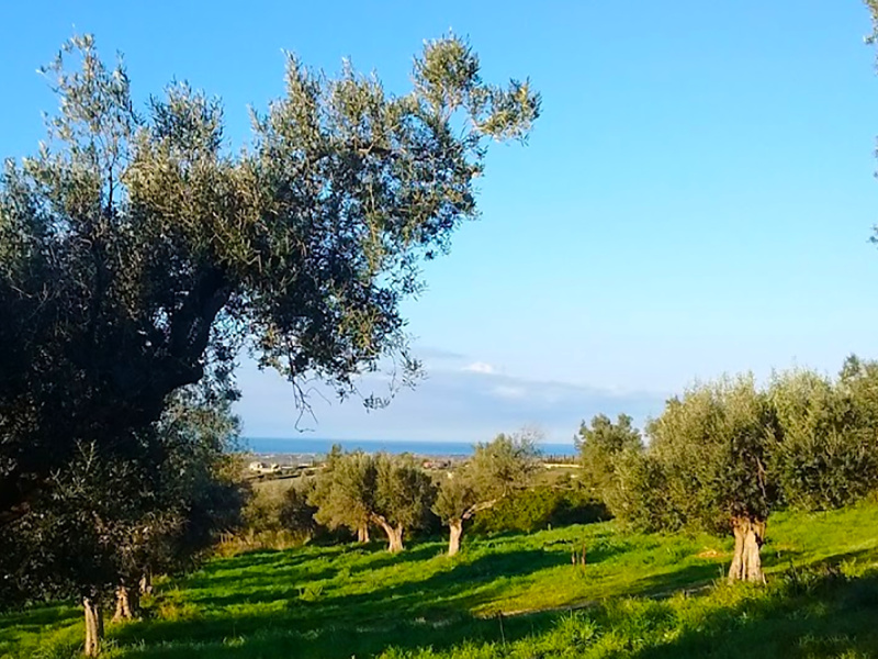 Tipologia Immobile: terreno agricolo Provincia: roma Comune: cerveteri Località: centro storico Indirizzo: Via Casale dell'Oliveto