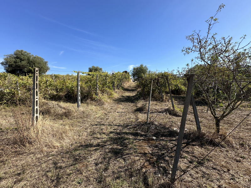 Tipologia Immobile: terreno agricolo Provincia: roma Comune: lanuvio Località:  Indirizzo: Via Scassati