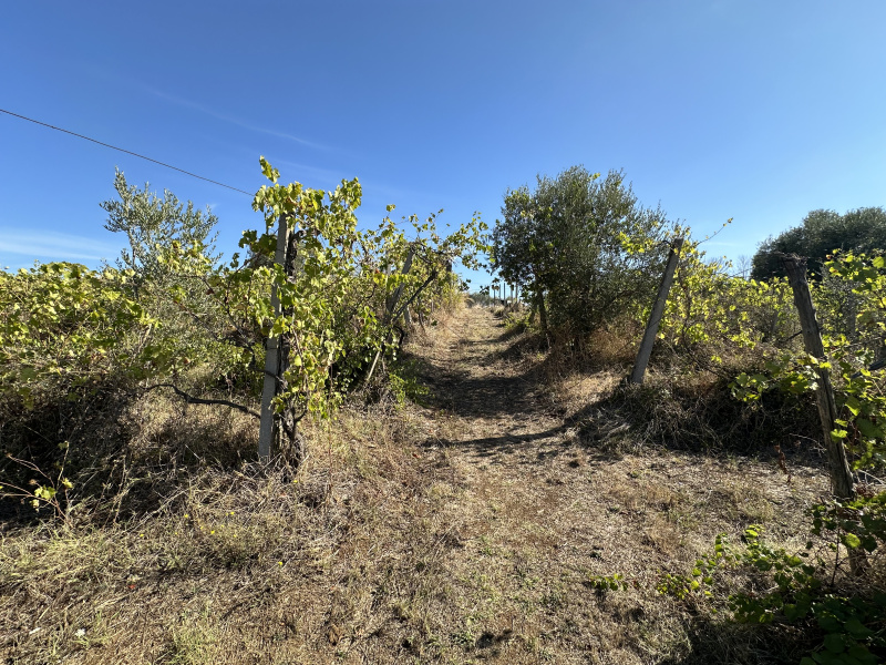 Tipologia Immobile: terreno agricolo Provincia: roma Comune: lanuvio Località:  Indirizzo: Via Scassati