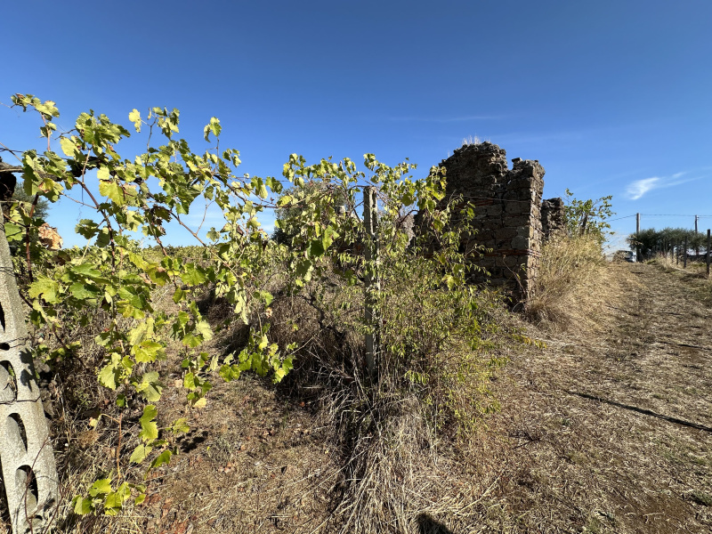 Tipologia Immobile: terreno agricolo Provincia: roma Comune: lanuvio Località:  Indirizzo: Via Scassati